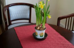 Narcis z Green Decor